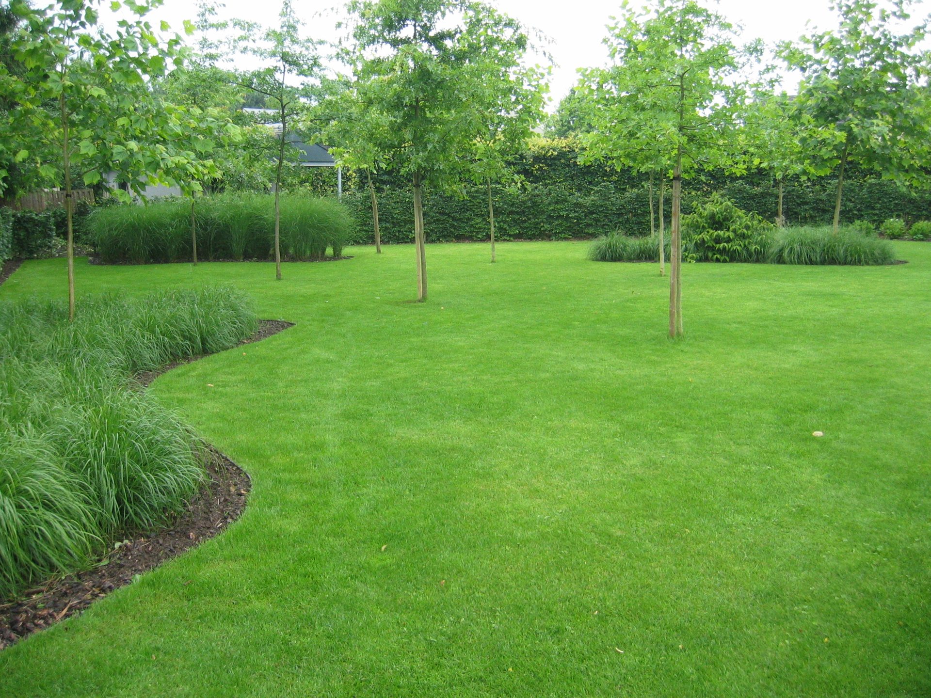 Gazon met organische randen en jonge bomen