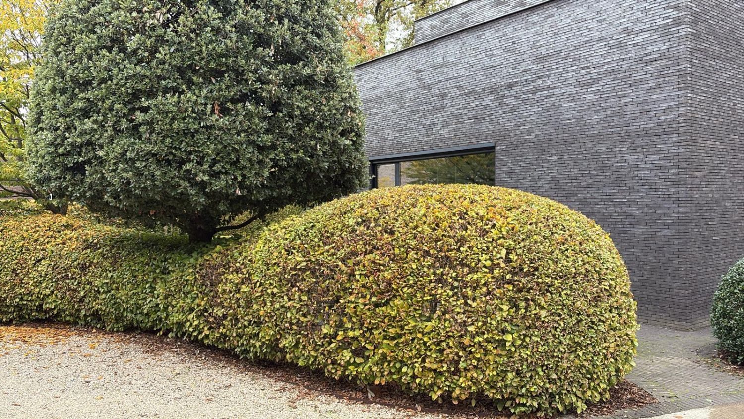 Strak gesnoeide hagen in golvende vormen met een bolvormige boom bij een moderne woning